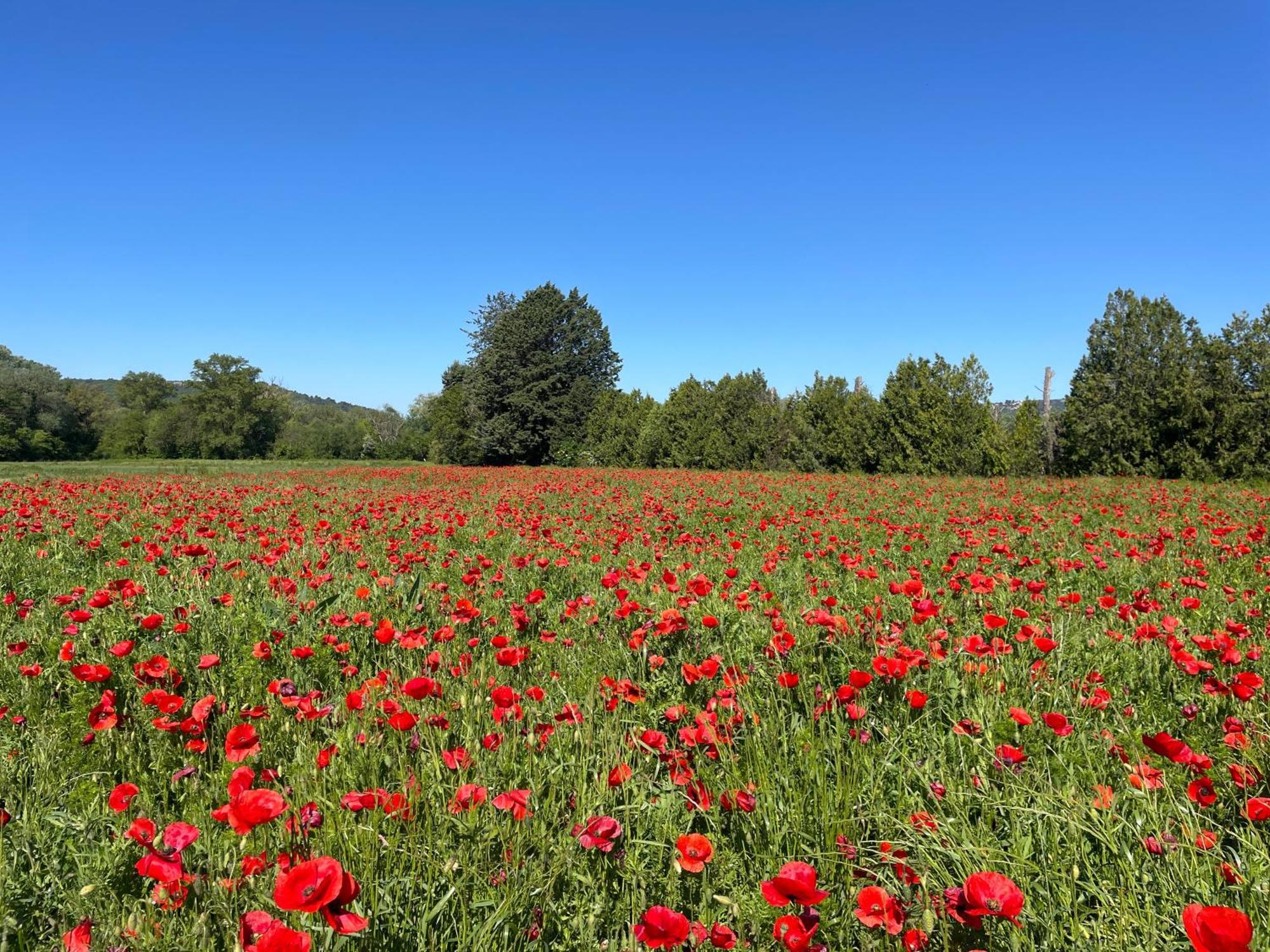 Appartamento O Coeur Des Ocres Roussillon en Isere Esterno foto